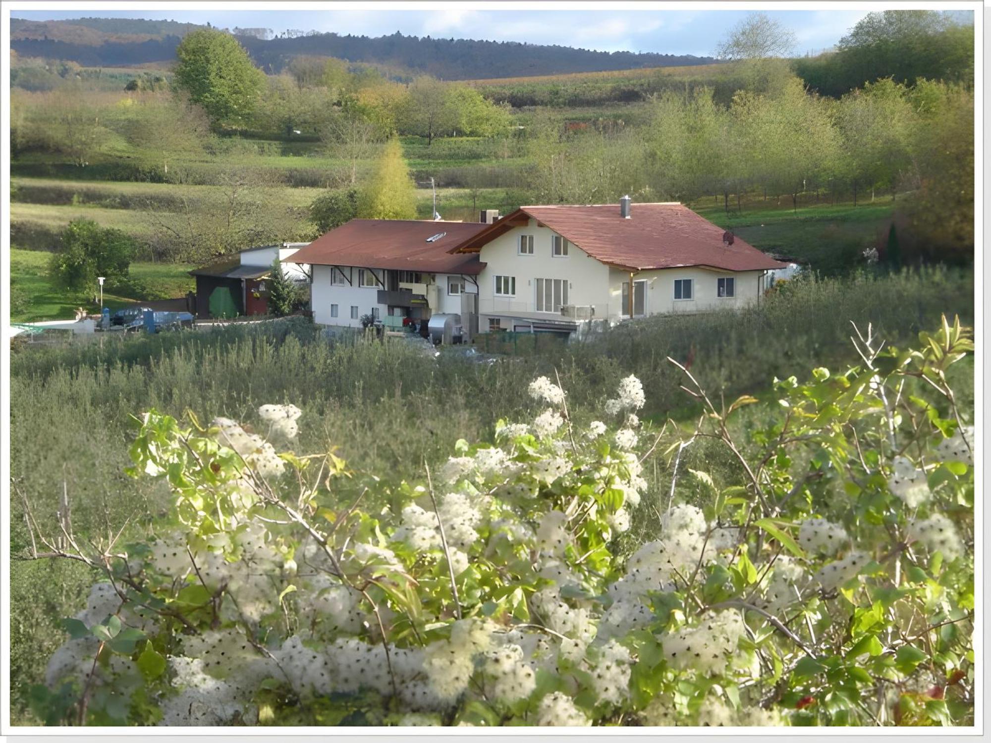 Weingut Ringwald Daire Herbolzheim Dış mekan fotoğraf