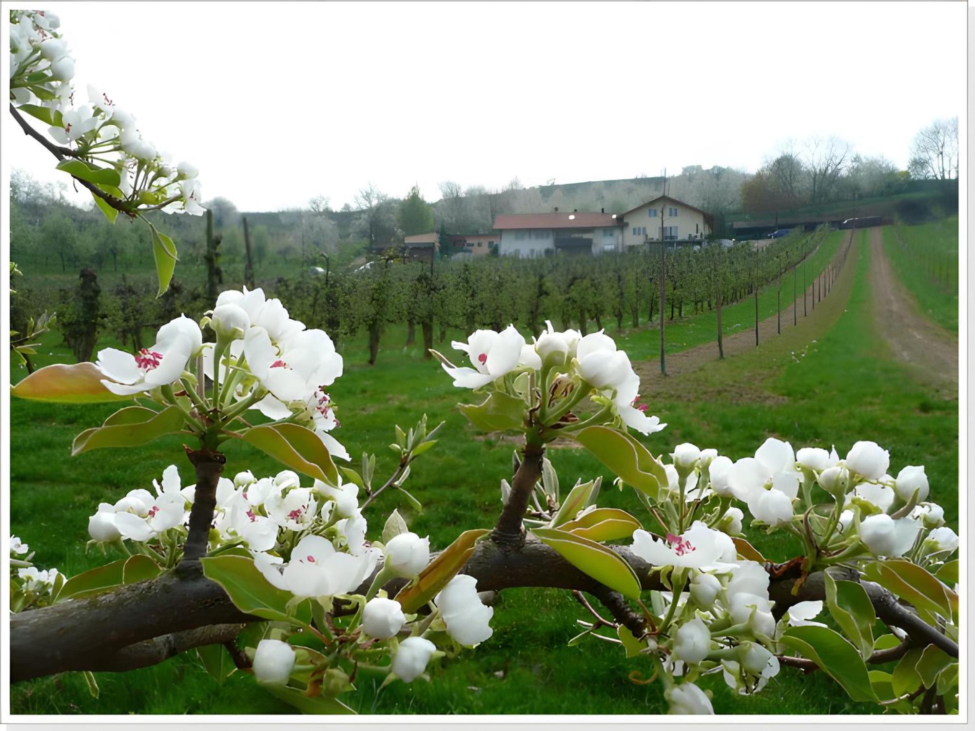 Weingut Ringwald Daire Herbolzheim Dış mekan fotoğraf
